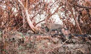 Volunteers Unite to Save the Pantanal