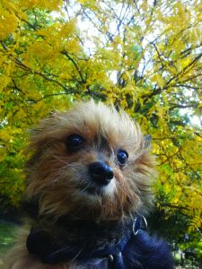 The Doggy Diva Show: The Case for Adopting Senior Dogs