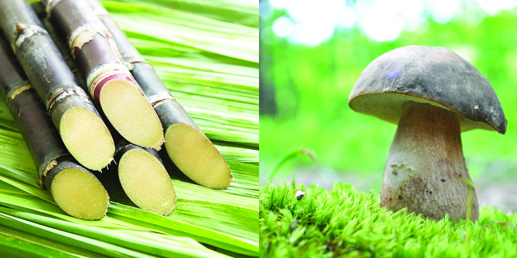 Americanos lançam moda ecologicamente sustentável