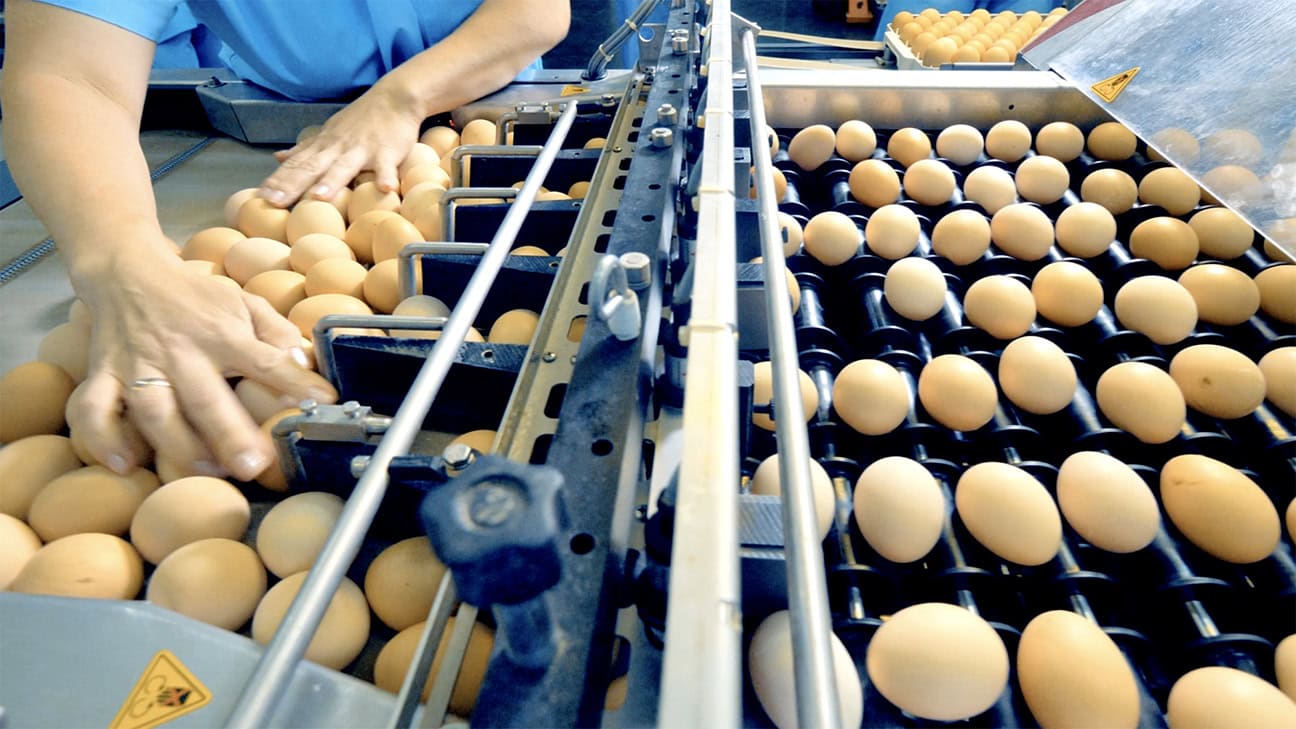The Egg Crisis: Egg Purchase Restrictions Take Effect in US Supermarkets