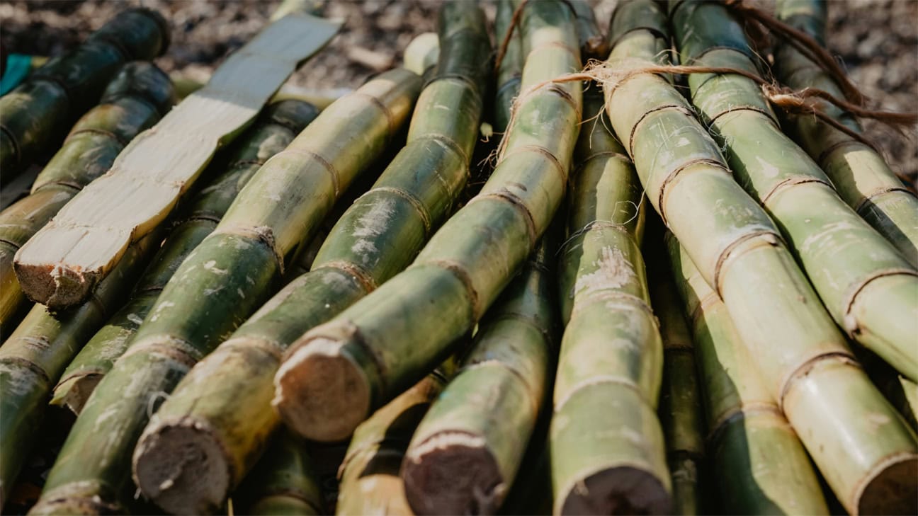 Brazilian Sugarcane Bagasse Transformed into Eco-Friendly Packaging for Electronics