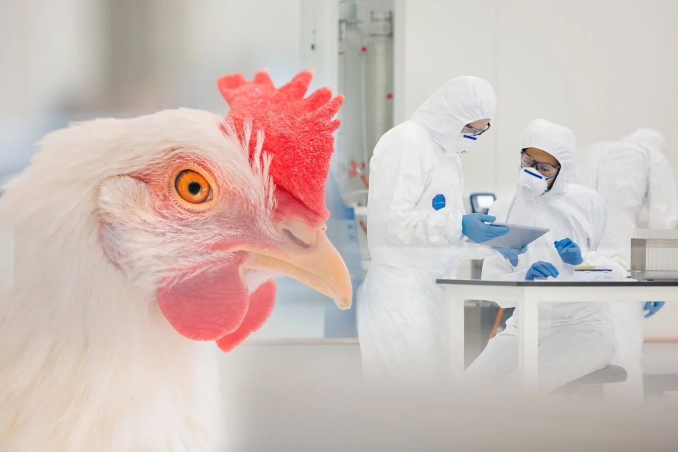 Brasil se declara país livre da gripe aviária