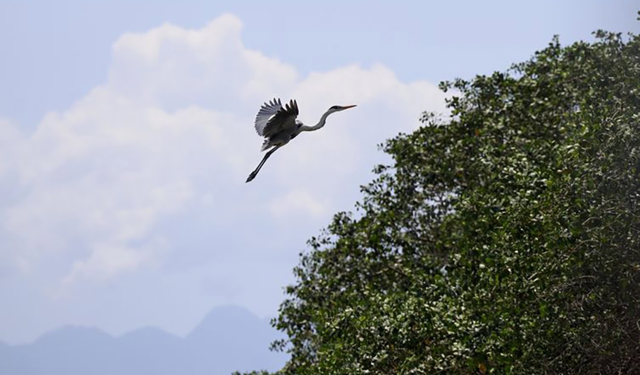 Reforestation Brings Wildlife Back to Rio de Janeiro’s Mangroves