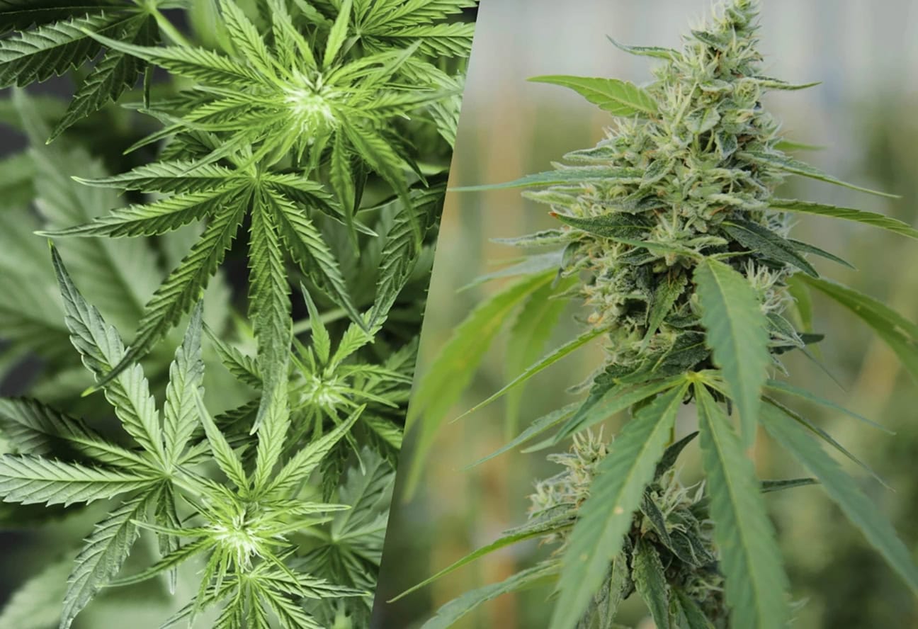 Hemp and Marijuana Are the Same Species. So, Why All These Different Laws?
