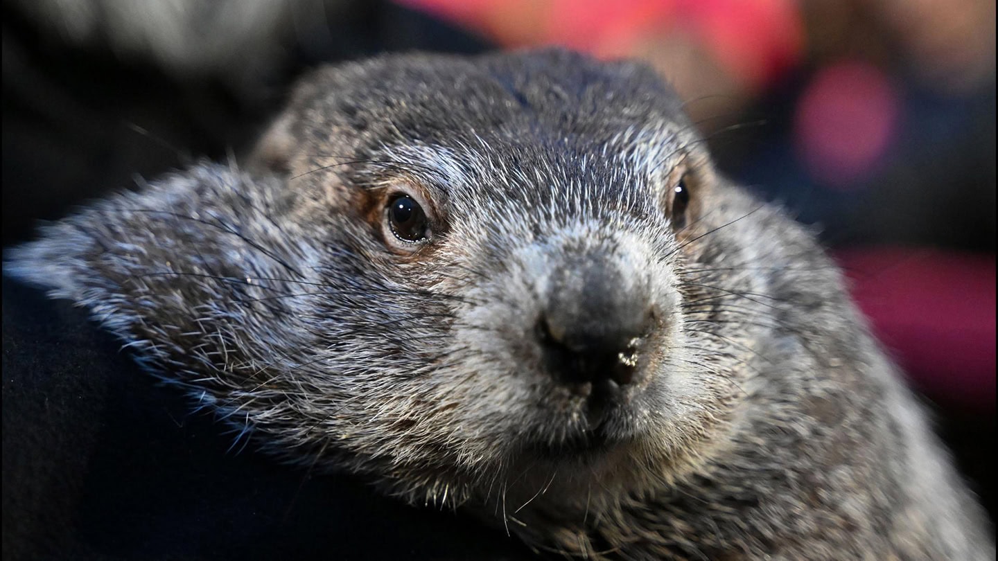 “Groundhog Day”: They Say Punxsutawney Phil Saw His Shadow, Predicting 6 More Weeks of Winter Weather