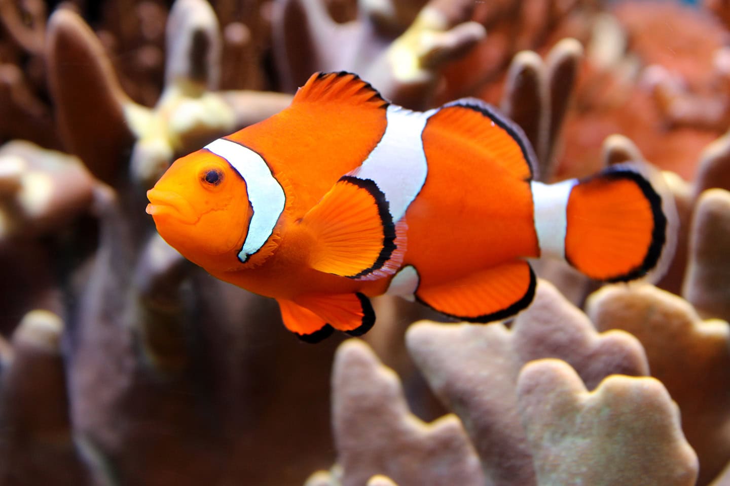 Peer Pressure Can Make This Clownfish Change Its Stripes