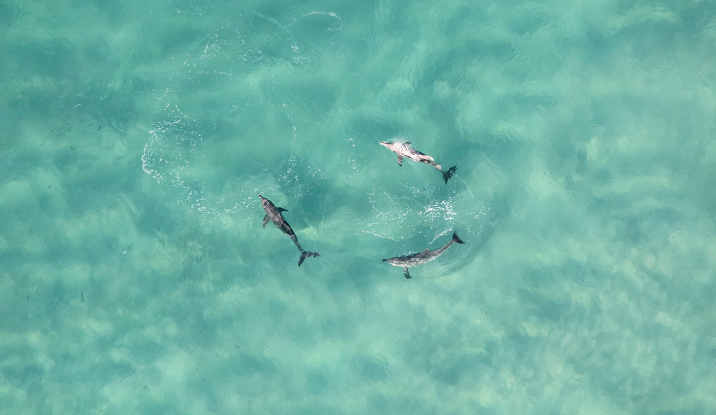 Golfinhos encantam banhistas no Arpoador e reforçam sinais de boa qualidade ambiental no Rio